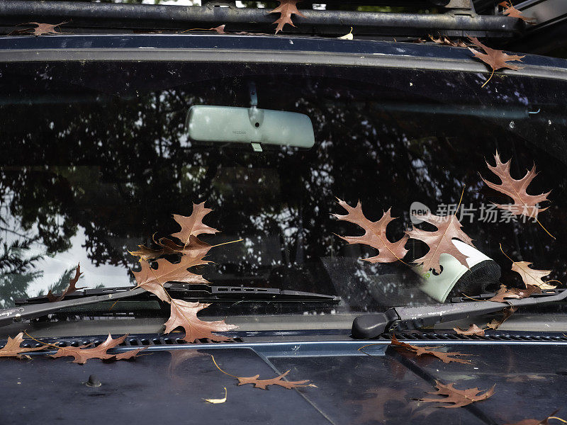 车窗上的秋叶