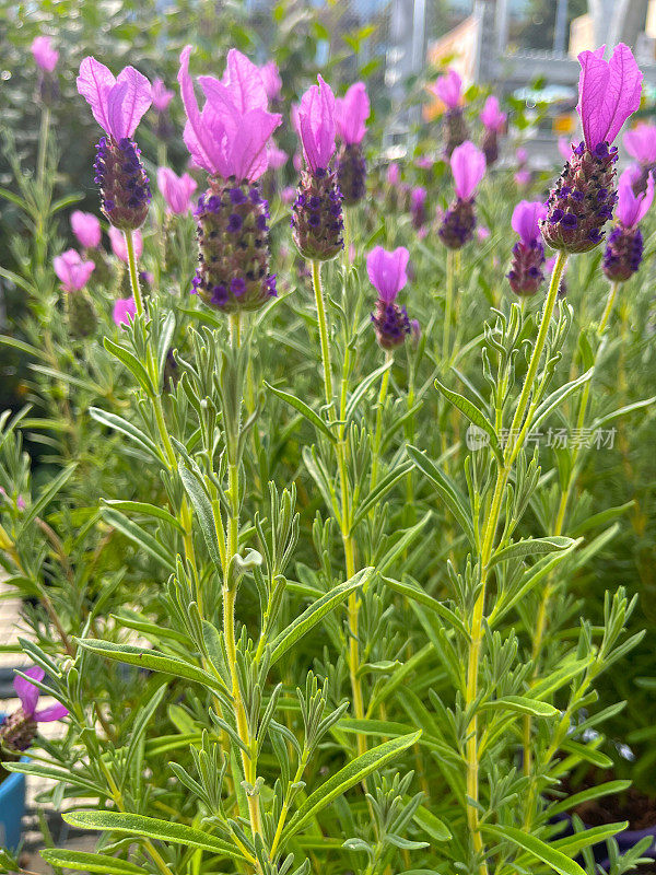 花园里的紫色法国薰衣草