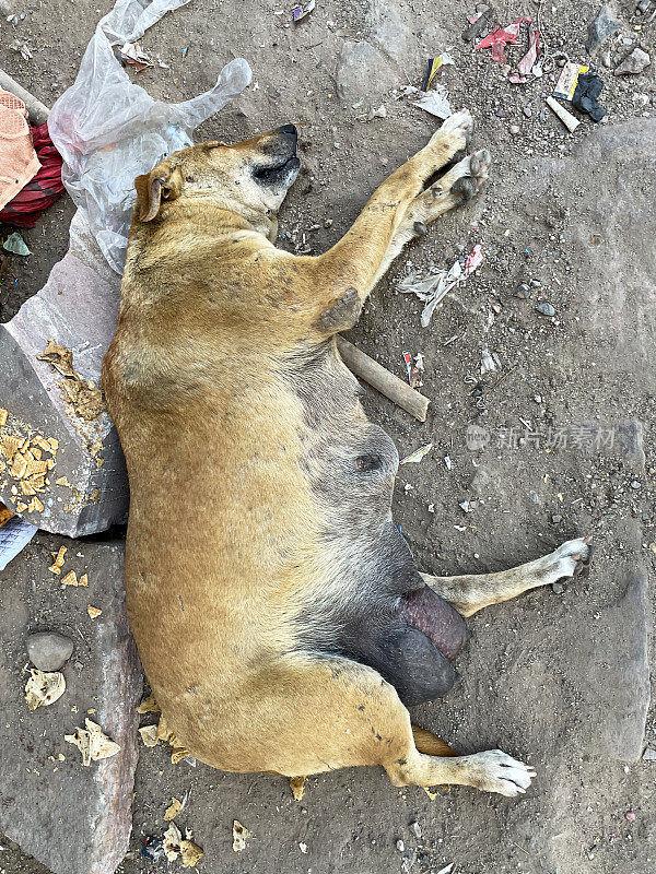 野外流浪狗躺在肮脏、坑坑洼洼的人行道上，靠近路边的垃圾堆，在炎热的晴天，杂种狗在阴凉处休息，高架视图