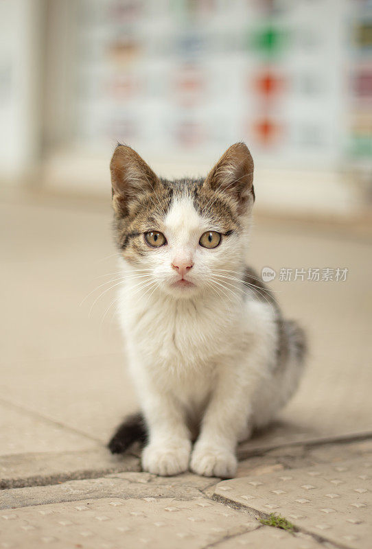 多色的流浪小猫站在街中央。