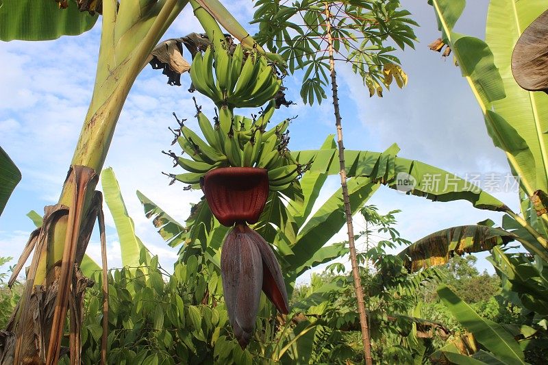 香蕉种植园。
