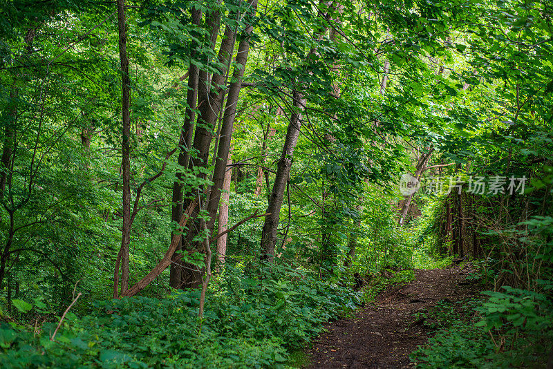 自然景观-远足径-步道穿过郁郁葱葱的绿色森林沿着布鲁斯步道在汉密尔顿，安大略省