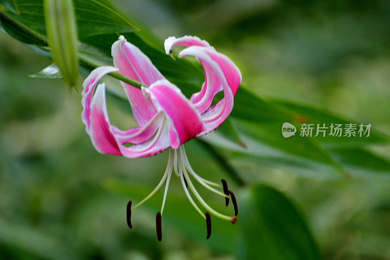 日本百合:精致的百合，有芳香的垂花