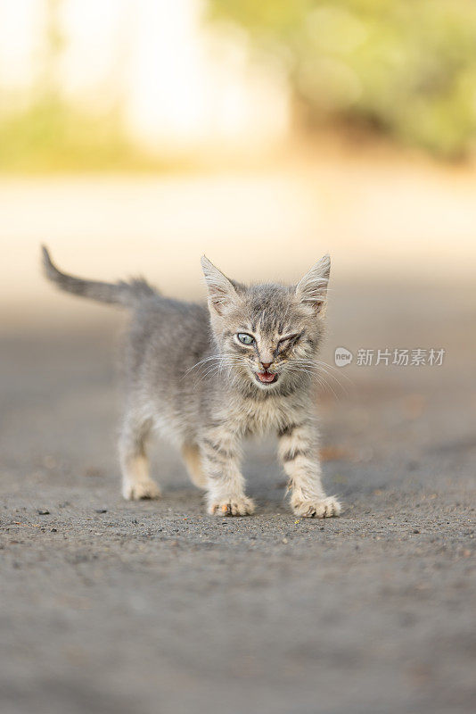 一只眼睛受伤的灰色小猫。