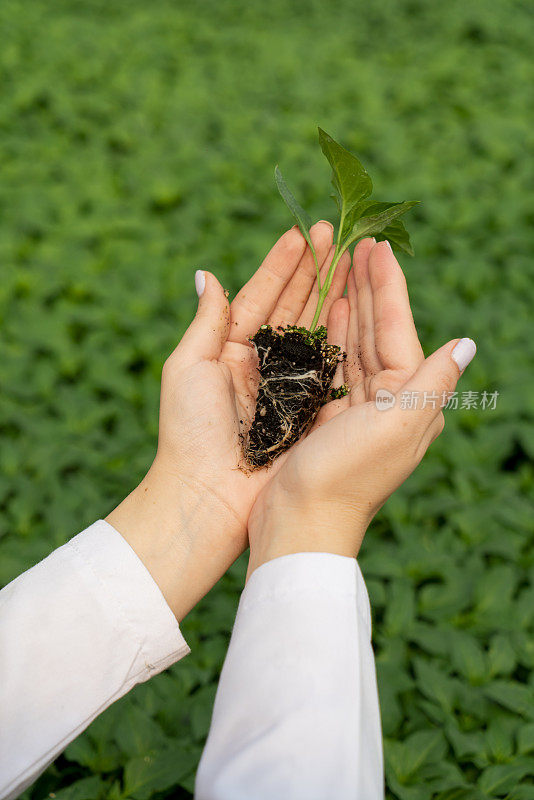 农业工程师在一家农业公司的温室里拿着番茄幼苗。