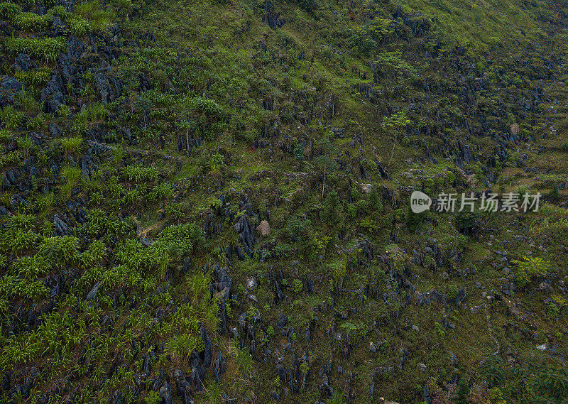 河江省山坡上杂草丛生的树木的抽象图像