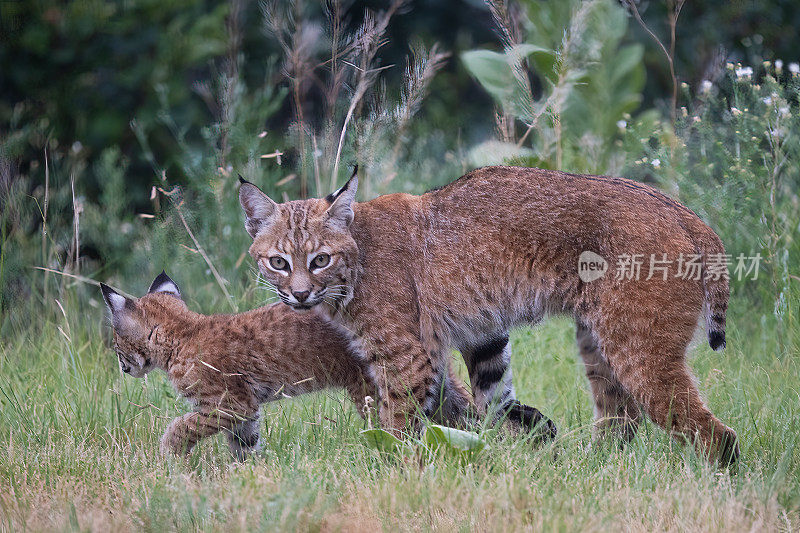 在美国西部的科罗拉多斯普林斯地区，山猫(红猞猁)和她旁边的小猫一起看镜头