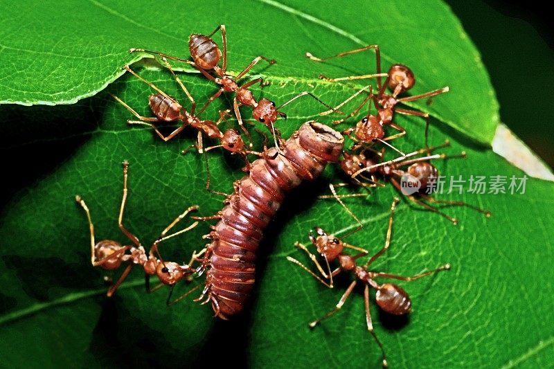 蚂蚁把千足虫拖回巢——动物行为。