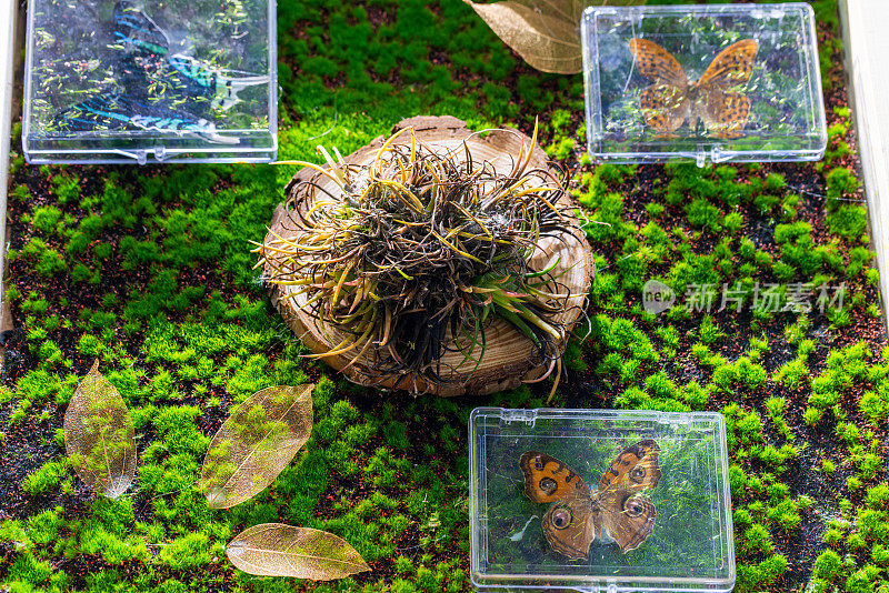 观赏植物:苔藓和蝴蝶标本