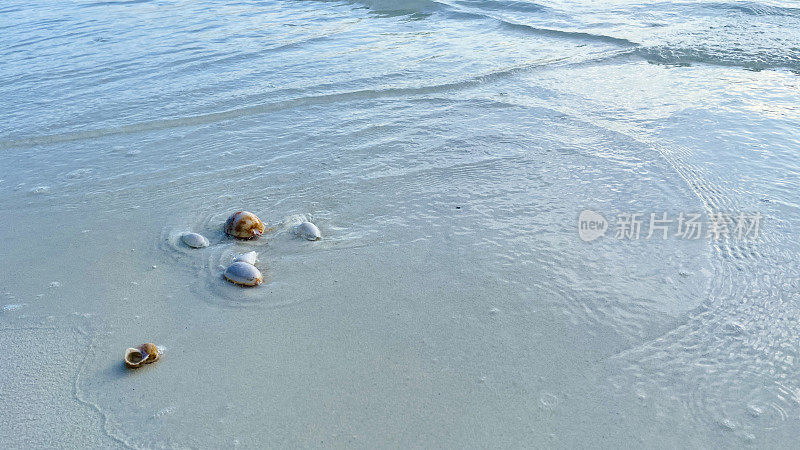 阳光明媚的马尔代夫海滩上沙滩上的贝壳。