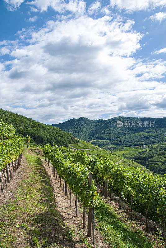 在奥地利著名的葡萄酒产区瓦豪(下奥地利)的秋季葡萄园徒步旅行。