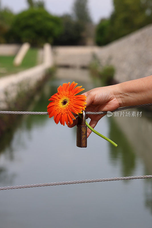 美丽的橙色和黄色的花挂锁