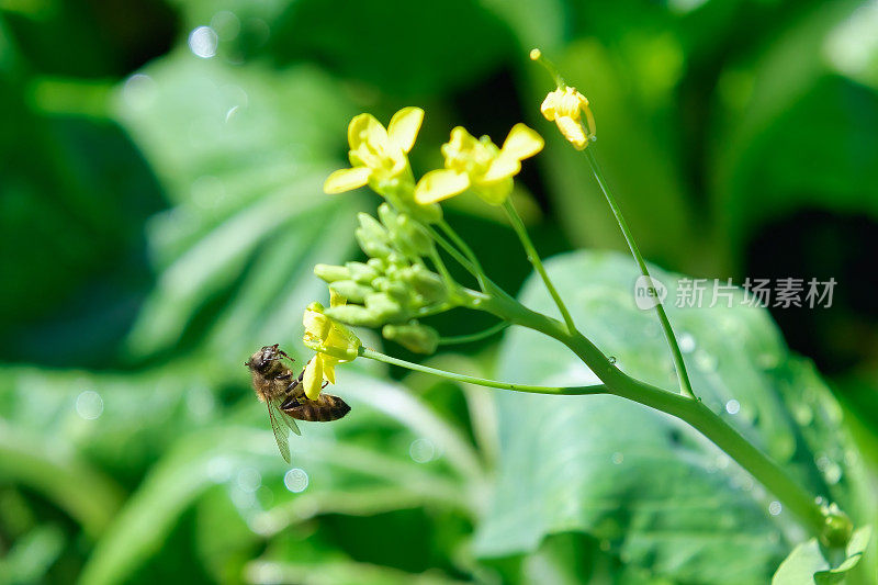 黄花中的蜜蜂