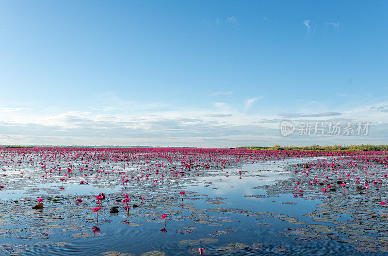 泰国乌隆他尼省清晨的红莲湖美景