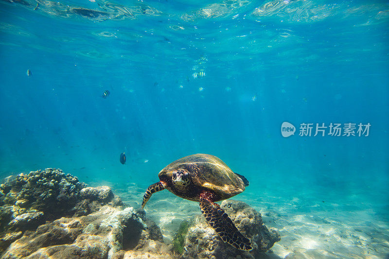 海龟在Hikkaduwa珊瑚礁附近的海洋中游泳。