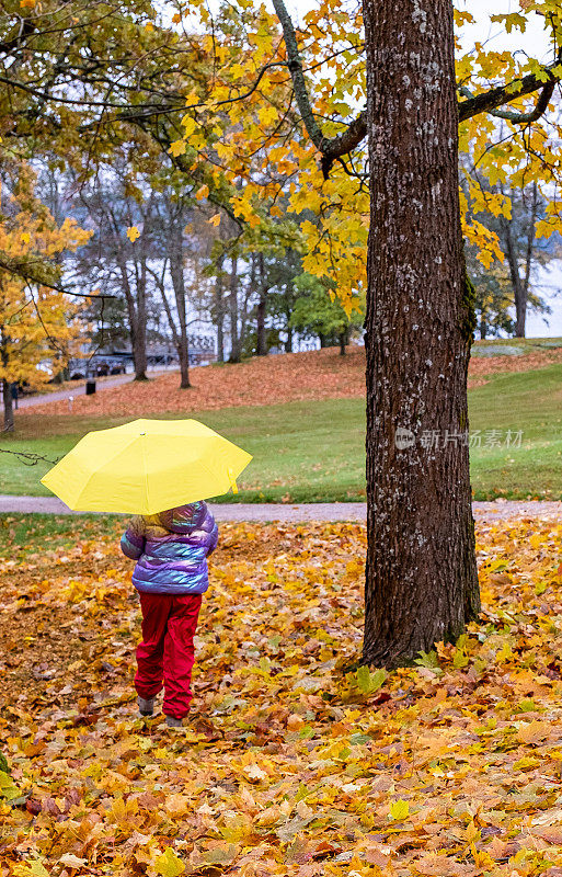 秋天，一个8岁的小女孩在公园里散步，手里拿着一把明黄色的伞。后视图。