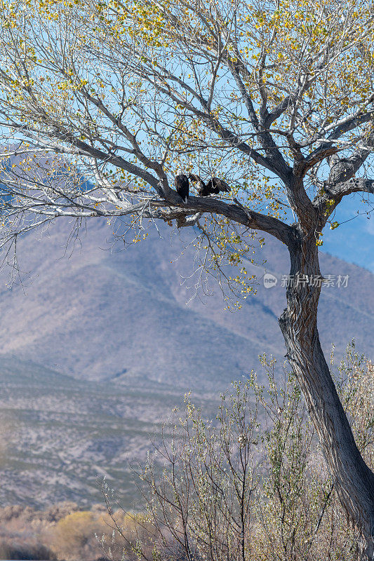 两只白头鹰在新墨西哥州博斯克德尔阿帕奇国家野生动物保护区的一棵树上筑巢，蓝天和沙漠山脉是背景。