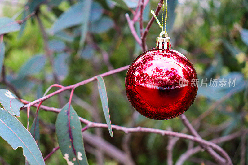 澳大利亚丛林中挂在桉树上的圣诞树装饰品