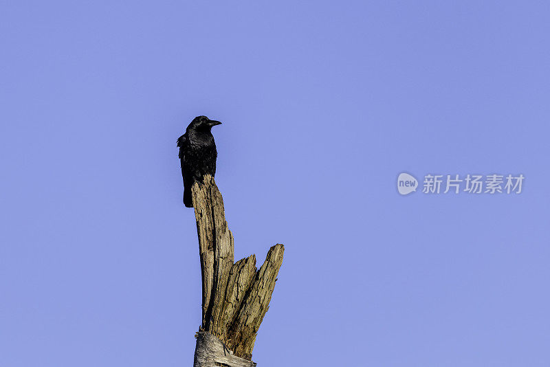 西北乌鸦。三角洲，不列颠哥伦比亚省，加拿大