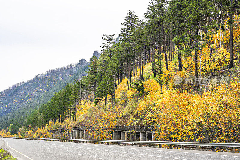 公路沿山脊而行，山坡上有秋天的黄树和青杉树