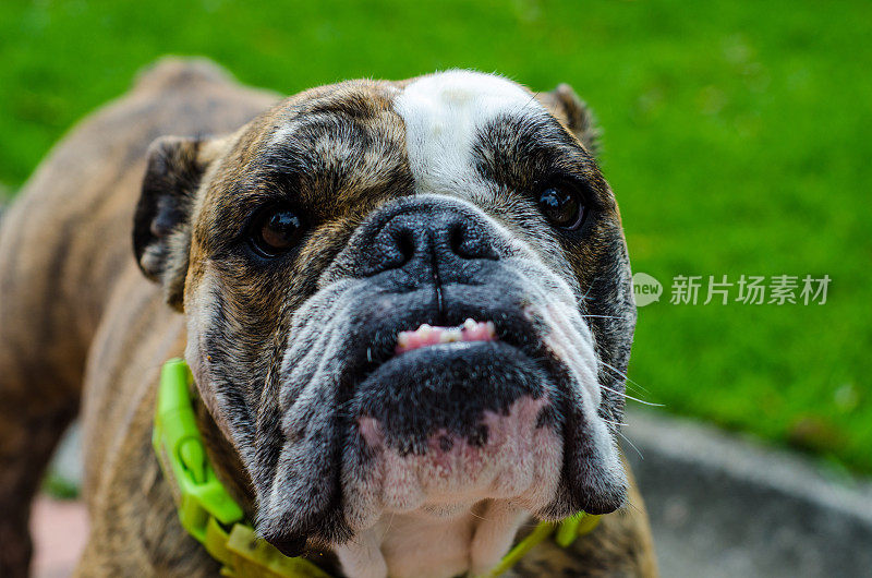 澳大利亚斗牛犬的特写肖像