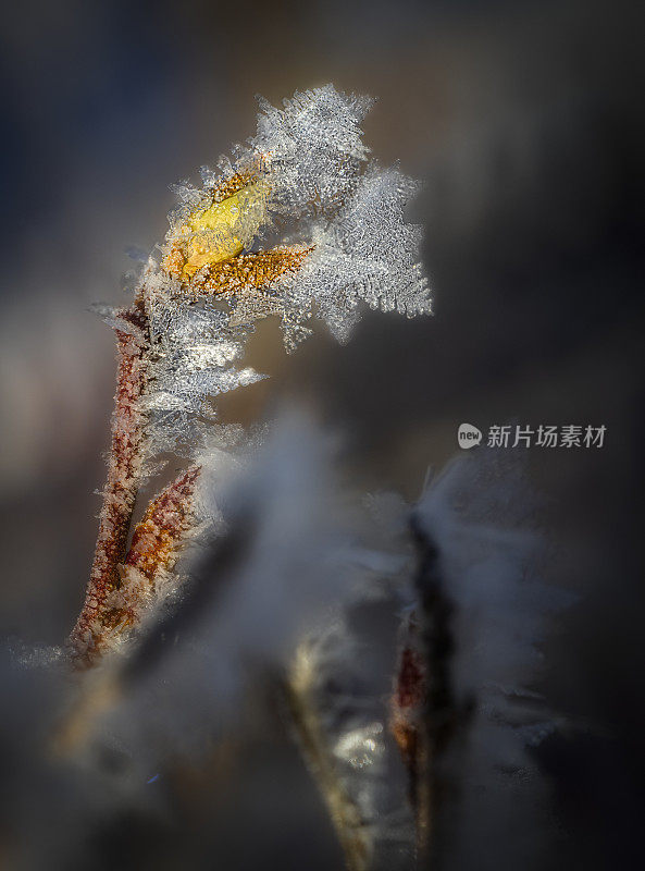 霜蓝莓芽