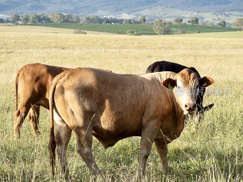 夏季围场里的澳大利亚草饲牛