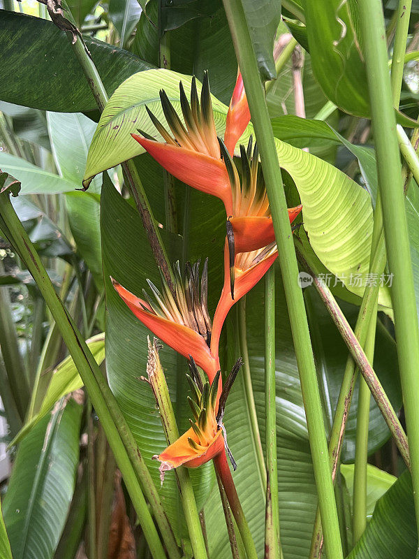 夏威夷的热带花卉和植物