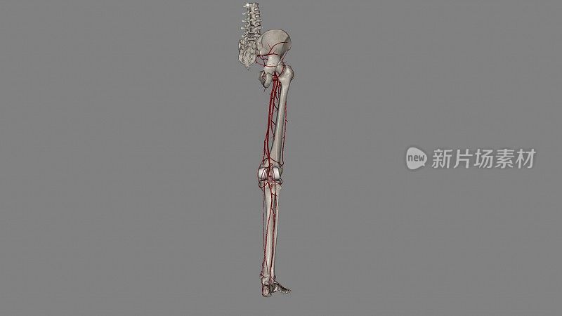 骨骨盆和下肢的血管供应来自左右髂总动脉的远端延长线