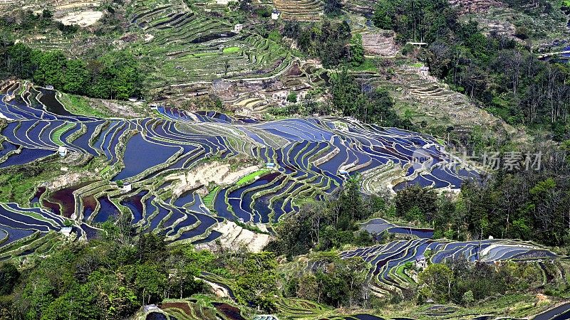 哈尼梯田，鸳鸯，中国