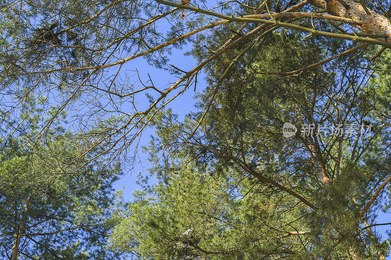 蓝天衬托下的松树。鼓舞人心的夏季背景与针叶树。