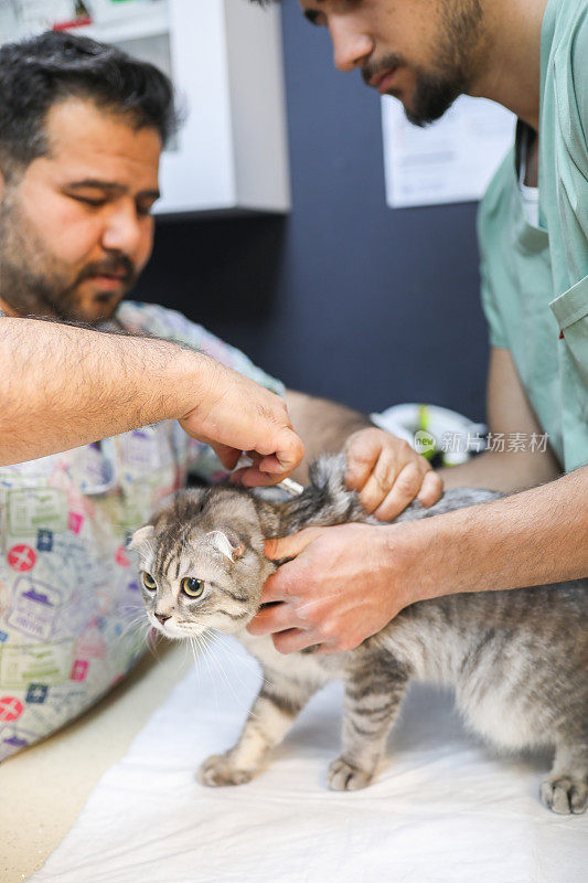 兽医谁接种疫苗的猫对抗内部和外部寄生虫，苏格兰猫，英国猫，宠物爱，兽医