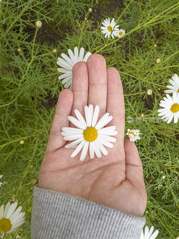 孩子们的手中小心地捧着一朵洋甘菊。娇嫩的白花在你的手心