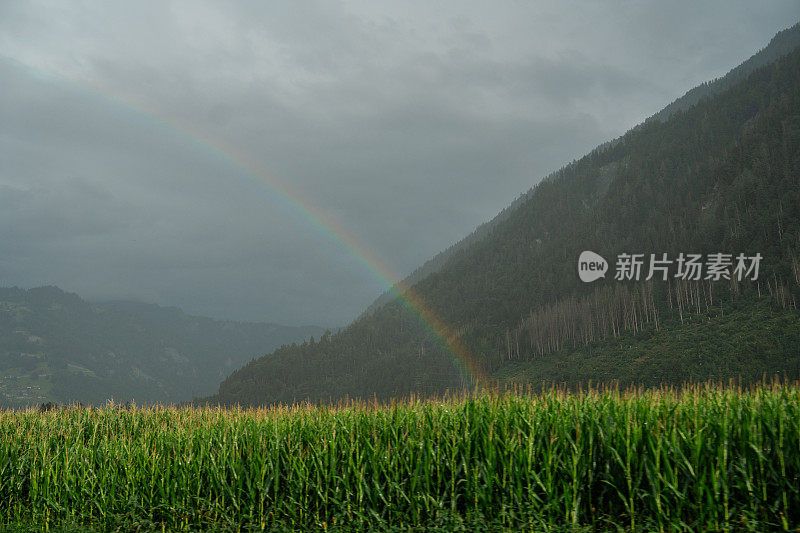 下雨时，欧洲玉米地里的美丽彩虹