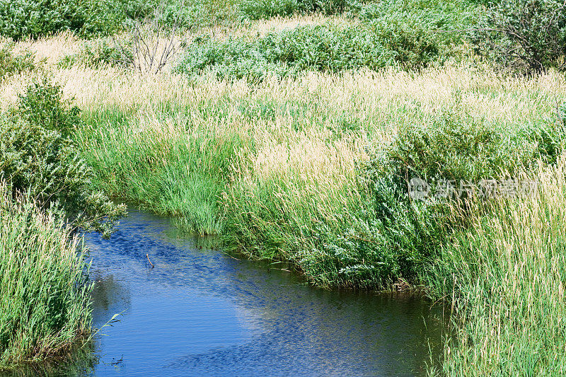 湿地的溪流