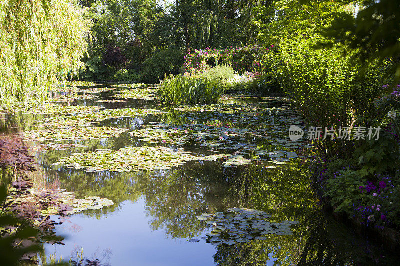 公园里有睡莲的池塘