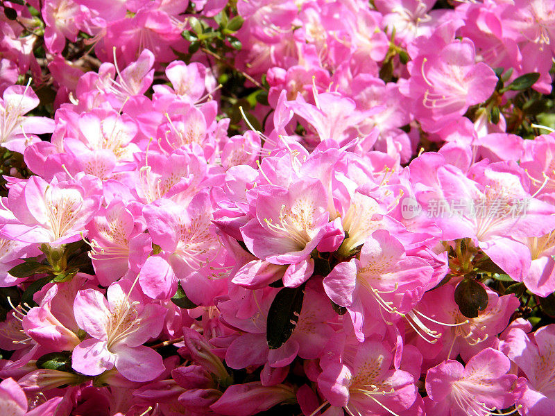 2010年阿灵顿公墓樱花盛开