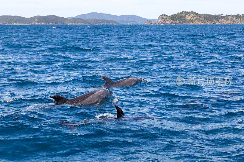 群岛湾海豚