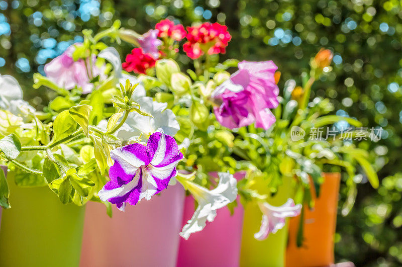 鲜艳的夏季花在五颜六色的花盆里，背光