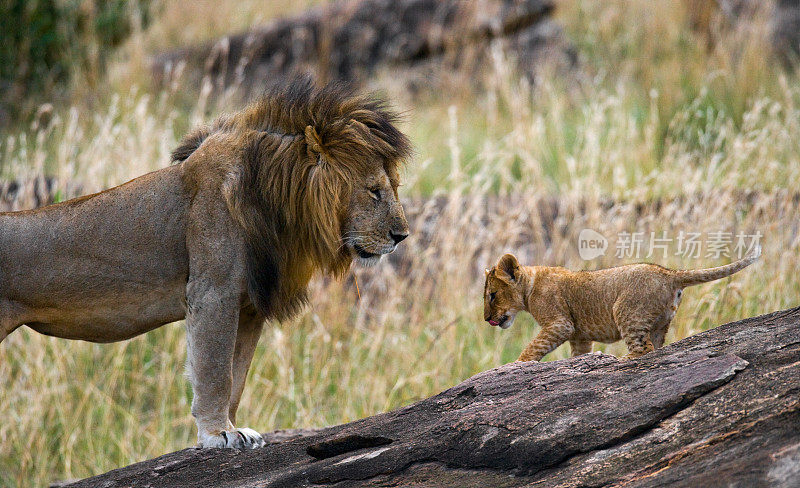 大雄狮和幼崽。
