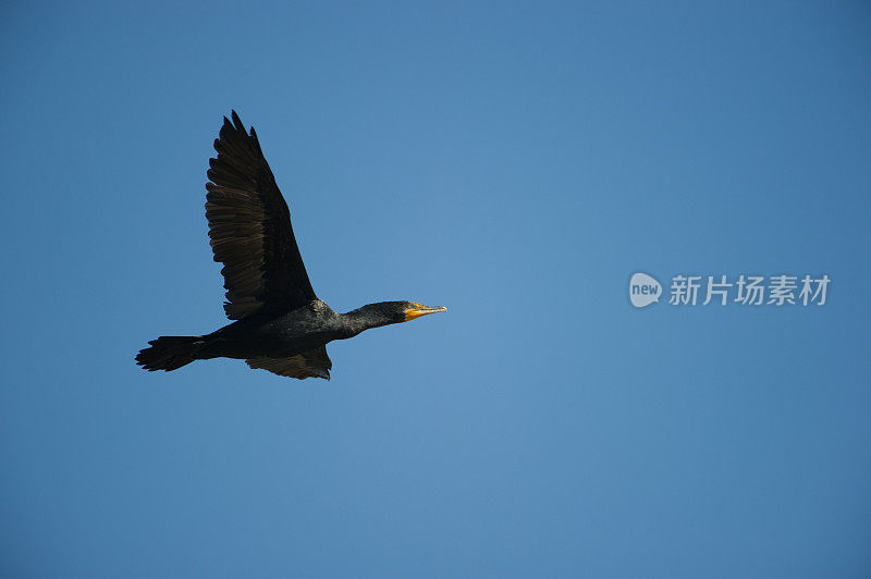 双冠鸬鹚在飞翔，蓝天