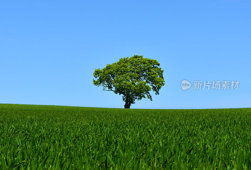 麦田里的绿树成荫的景色