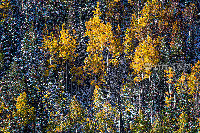 黄色的白杨在白雪覆盖的松林里