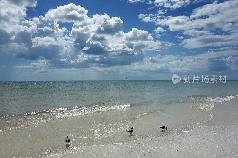 沙滩景色有三只海鸥和戏剧性的云景