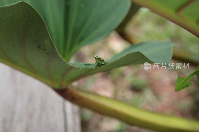 巴西亚马逊的小树蛙坐在绿叶上