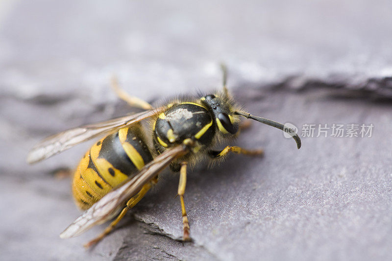 一个普通黄蜂在自然棕色树皮表面的特写