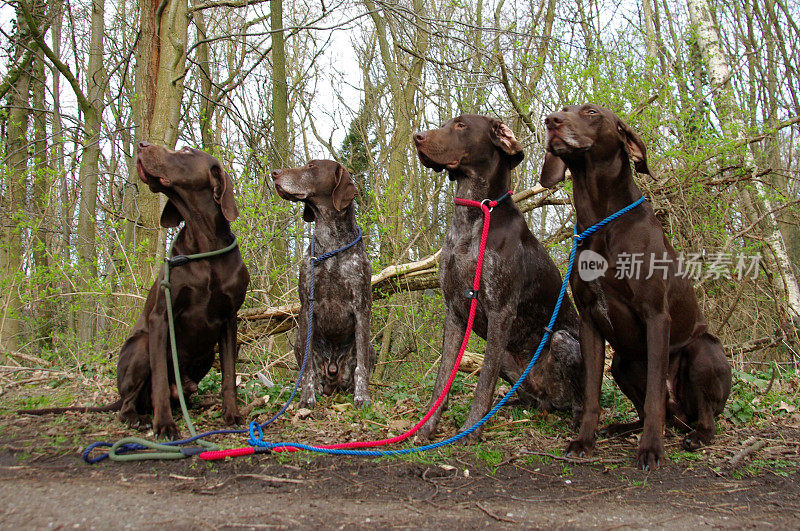 四只训练有素的猎犬