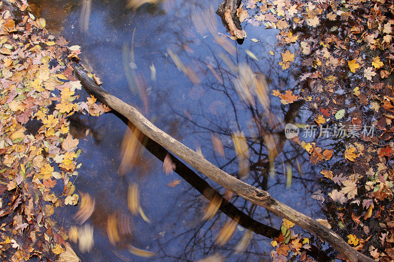 秋叶打旋流水。黄色的弹簧,俄亥俄州