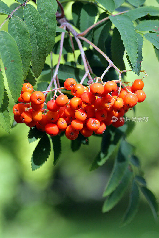 花楸属cascadensis,蔷薇科