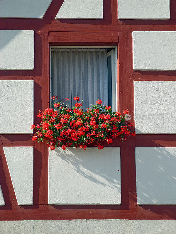 红花之窗